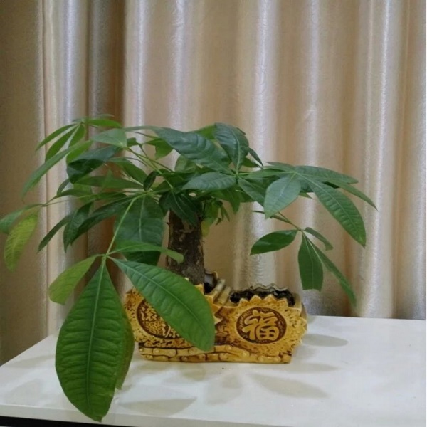 来自星光彩票的那抹绿